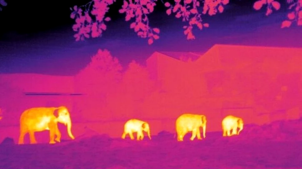 Specialiştii în conservarea speciilor utilizează astronomia pentru a salva animalele