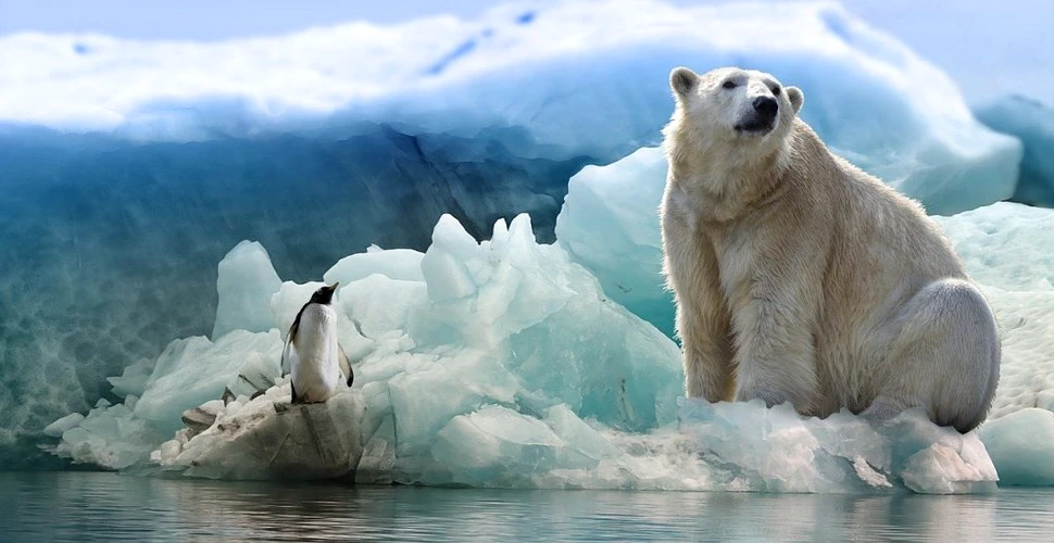 Urșii polari ar putea dispărea în următorii 80 de ani