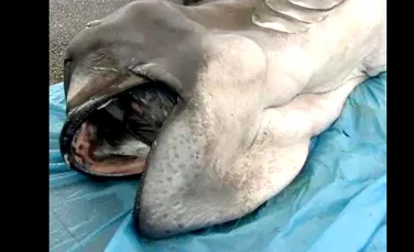Captură extrem de rară în apele Japoniei: animalul – unul dintre cei mai neobişnuiţi rechini – a fost autopsiat în prezenţa publicului (VIDEO)