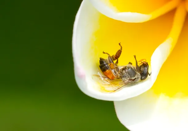 De ce mor albinele? Cercetătorii afirmă că pesticidele neonicotinoide sunt de vină
