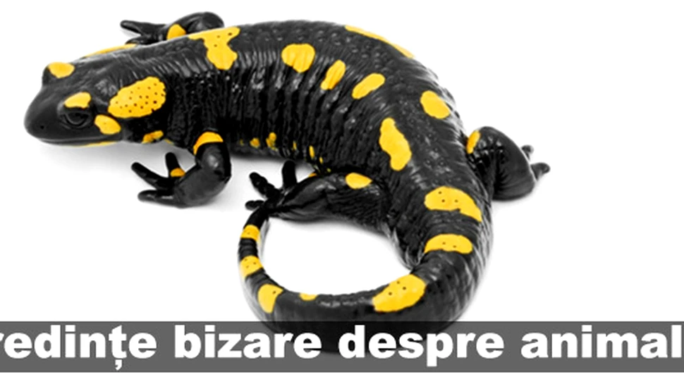 Credinţe bizare despre animale