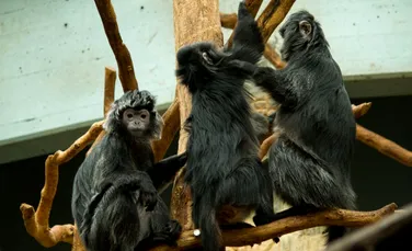 Imagini ŞOCANTE din lumea animalelor. Un grup de vidre încearcă să înece o maimuţă-VIDEO