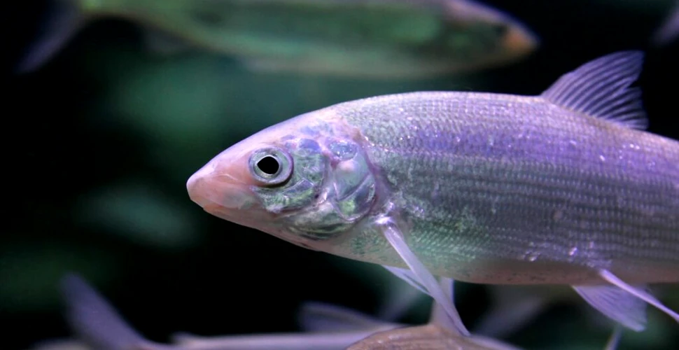 Un studiu a descoperit de ce peștii africani au ochii mai mari