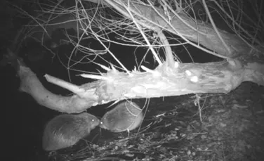 Imagini nocturne cu doi castori, prinși în flagrant în timp ce iau o gustare la miez de noapte