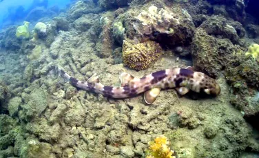 Animale bizare: rechinul care “păşeşte” pe fundul mării! (VIDEO)