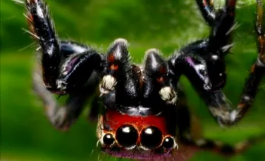 Păianjenul care iubeşte mirosul ciorapilor murdari
