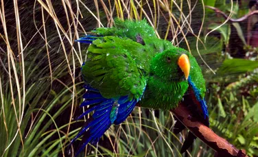 Fenomen inedit: Locul în care papagalii au devenit parte din ecosistemul urban