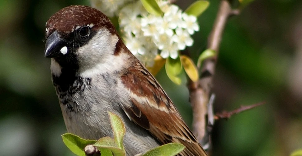 Vrabia italiană a fost recunoscută drept o nouă specie de pasăre