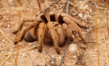 Invazie de tarantule în mai multe state americane