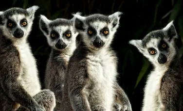 Lemurienii din Madagascar intră în top 25 cele mai periclitate primate (FOTO)
