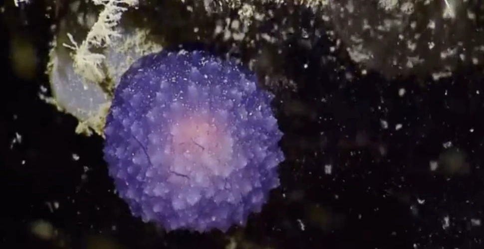 Un ”glob violet”, descoperit pe fundul Oceanului Pacific, nedumereşte oamenii de ştiinţă – VIDEO
