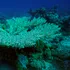 Al patrulea eveniment global de albire a coralilor din ultimii 30 de ani