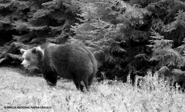Urși „grăsuni”, surprinși în timp ce fac ultimele pregătiri pentru hibernare în pădurile Parcului Piatra Craiului