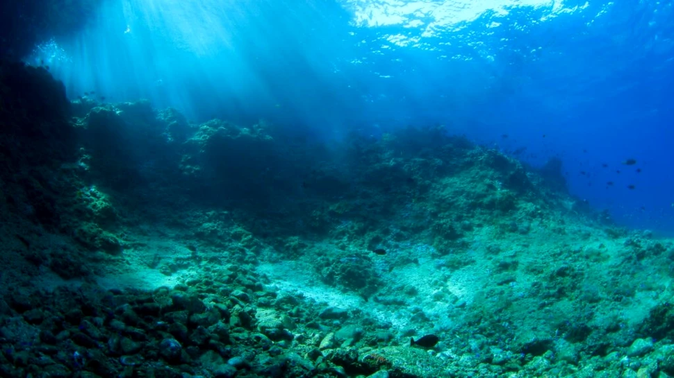 Test de cultură generală. Care e cel mai zgomotos animal din lume?