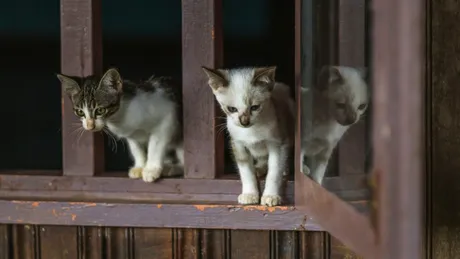 Pisici eliberate din izolare după 3 luni, într-un oraș German