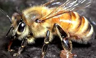 Nici albinele ucigase nu mai sunt ce erau odata
