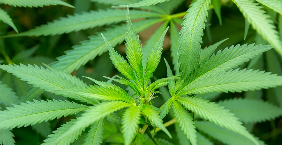 Cannabis-ul este inofensiv? Concluziile unui studiu de 20 de ani asupra drogului
