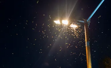 Test de cultură generală. De ce lumina atrage insectele noaptea?