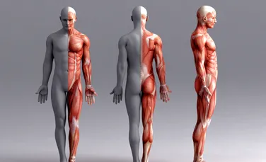 Test de cultură generală. Care este cel mai puternic mușchi din corp?