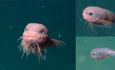 O nouă specie adorabilă de pește a fost observată la 3.268 de metri adâncime