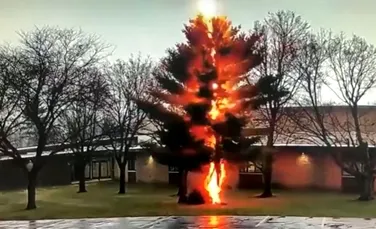 Imagini incredibile arată momentul în care un copac este complet distrus de trăsnet
