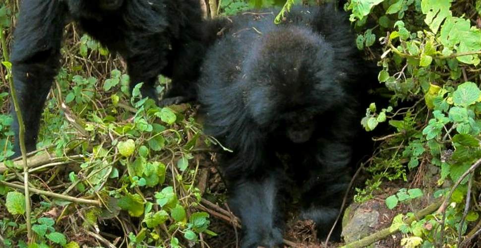 Gorilele tinere au învăţat să demonteze capcanele braconierilor din sălbăticie – VIDEO