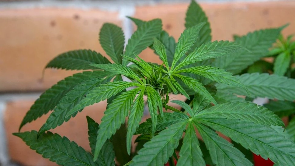 Proiect pentru folosirea canabisului medical în România. În ce condiţii poate fi prescris