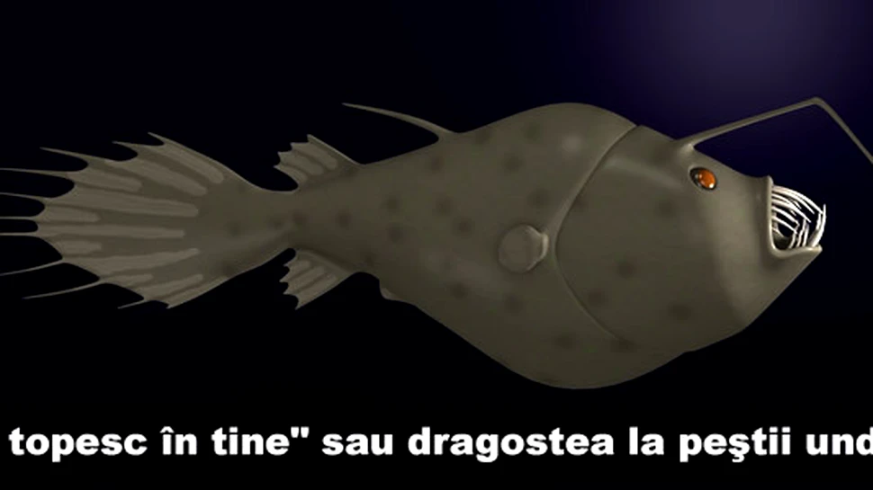 „Mă «topesc» în tine” sau dragostea la peştii undiţari