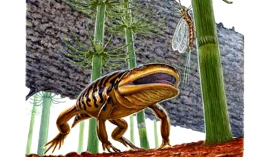 O noua fosila ar putea reprezenta veriga lipsa a amfibienilor