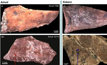 Chiar și neanderthalienii de acum 60.000 de ani aveau propriile tradiții culinare