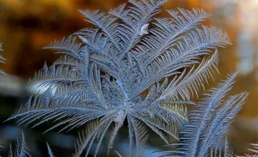 Test de cultură generală. De ce apar flori de gheață pe geamuri iarna?