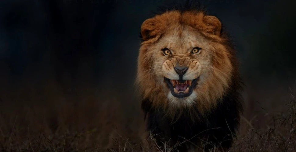 La un pas de moarte: Un fotograf a reuşit să surprindă în imagini atacul unui leu care se pregătea să-l sfâşie