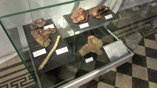 Hatzegopteryx, marele prădător din Ţara Haţegului este expus la Muzeul ,,Grigore Antipa''