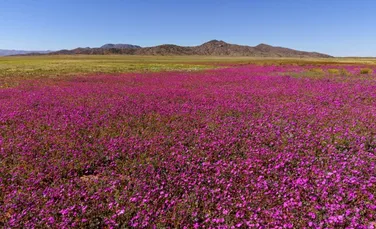 Florile umplu acum cel mai arid deșert de pe planetă. Cum este posibil?