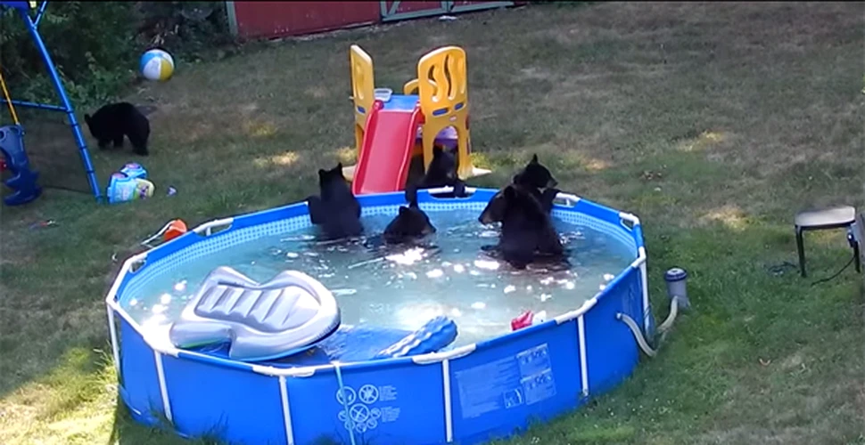 IMAGINI AMUZANTE: O ursoaică împreună cu puii se „relaxează” în piscina unei familii şi se distrează cu jucăriile copiilor – VIDEO