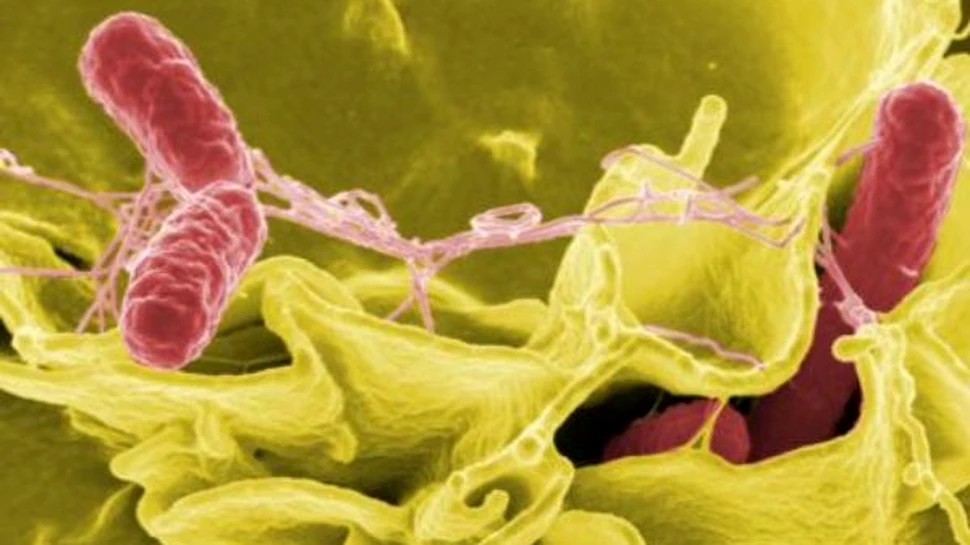 Mai nou, salmonella combate cancerul