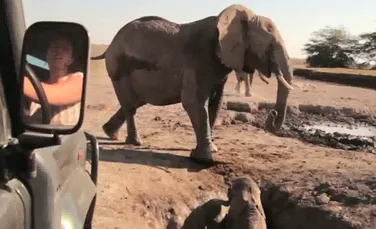 Scene emoţionante: un pui de elefant salvat îşi regăseşte mama (VIDEO)