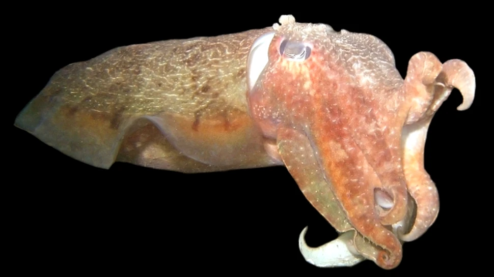 Caracatita uriasa descoperita pe tarmul Californiei