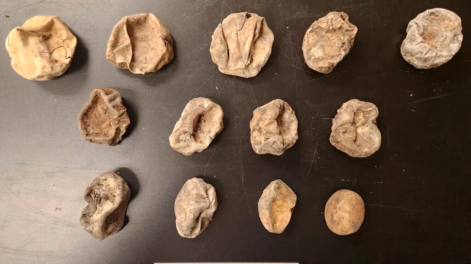 O femelă de piton birmanez a depus un număr record de ouă