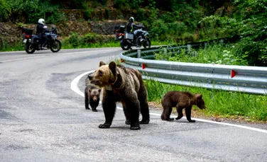 Cum vrea ministrul Mediului să rezolve problema urșilor în România?