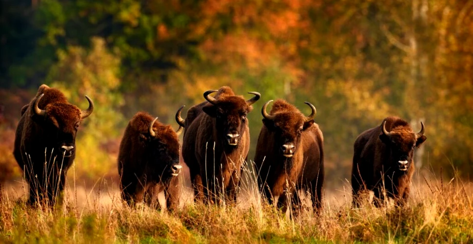 Test de cultură generală. Care este diferența dintre zimbru și bizon?