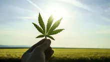 Test de cultură generală. Care este diferența dintre cânepă și marijuana?