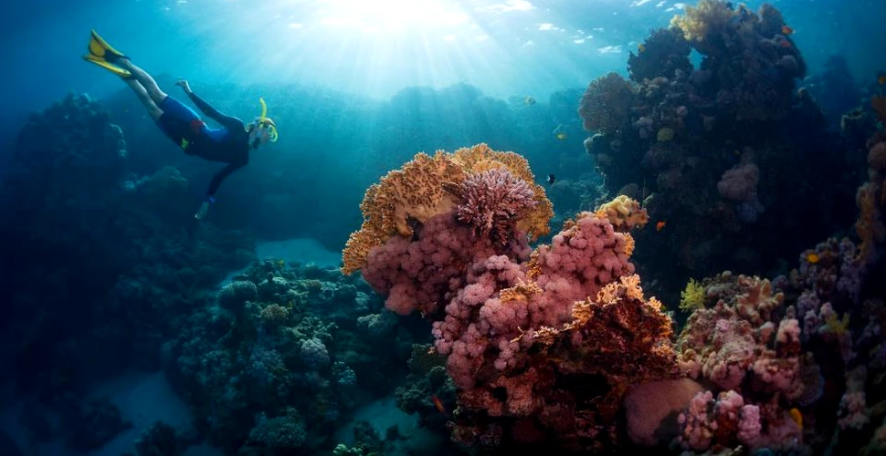Palau interzice soluţiile de protecţie solară pentru a salva coralii