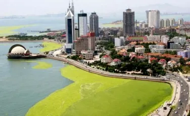 China se confrunta cu invazia algelor verzi (FOTO)