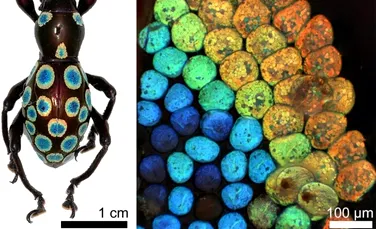 Mecanismul surprinzător de generare de culori găsit în natură poate revoluţiona tehnologia fibrelor optice