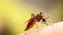 Un virus transmis de țânțari care afectează creierul se răspândește mai repede decât de obicei