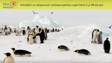 De ce nu îngheaţă ouăle pinguinilor?