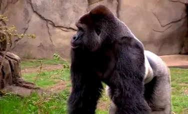 O gorilă pe cale de dispariţie a fost împuşcată mortal ca urmare a unui incident şocant. ”Putea fi şi mai rău” – FOTO+VIDEO