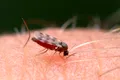 Țânțarii văd roșu! Cum te ferește asta de bolile pe care le transmit?