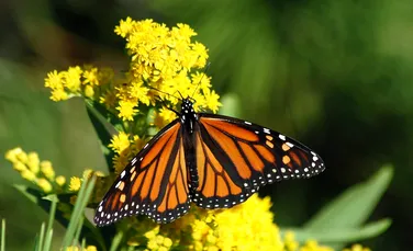 California a înregistrat cel mai mare număr de fluturi monarh din ultimii 20 de ani
